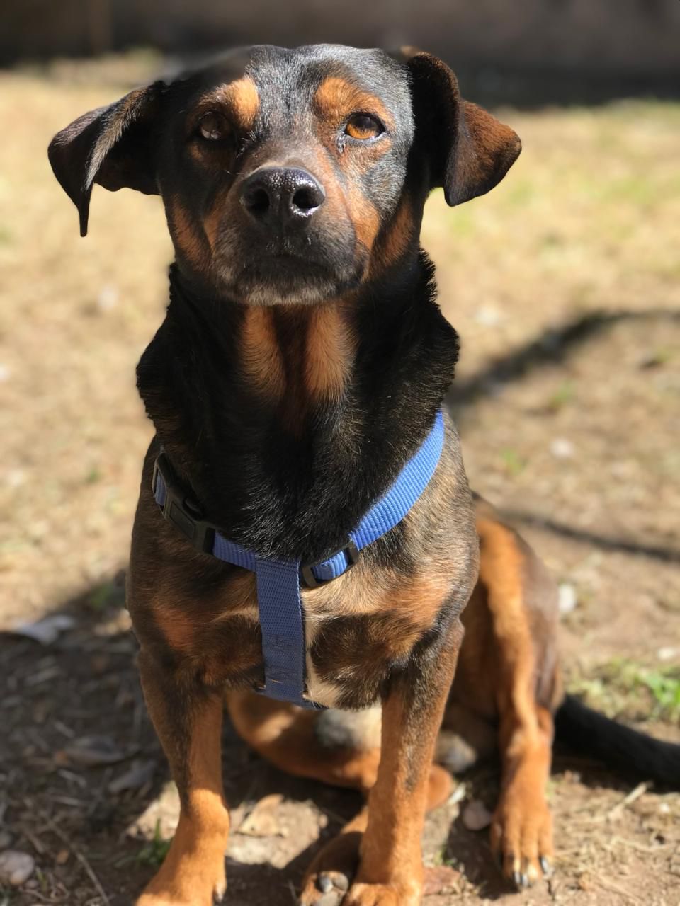 Toto, el perro que inspiró la marca Chef Toto